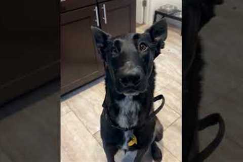 My Dog Has An Adorable Reaction To Me Pretending To Pet Her 🤣🐕