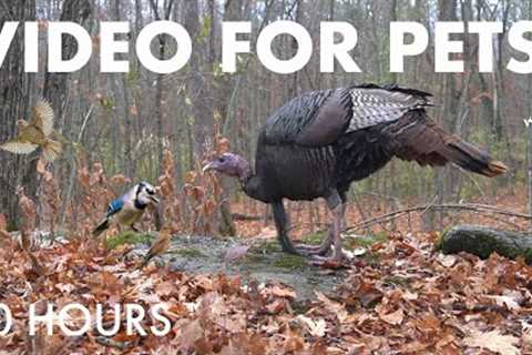 Wild Turkeys, Jays, Squirrels and Forest Friends - 10 Hour Cat TV for Pets to Watch - Dec 03, 2025