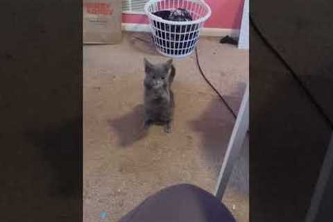 How Does My Cat Know How To Use Sign Language To Beg For Pizza Rolls?! 😹