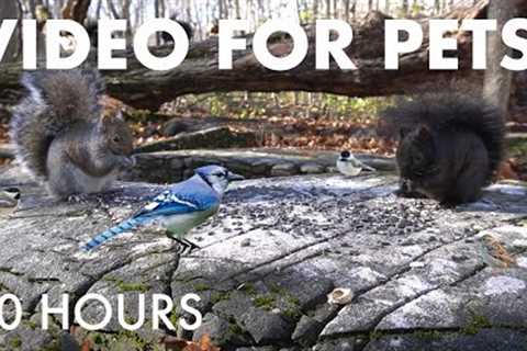Cat TV for Pets to Watch 🐱 - 10 Hours of Birds, Squirrels and Forest Friends - Dec 04, 2025
