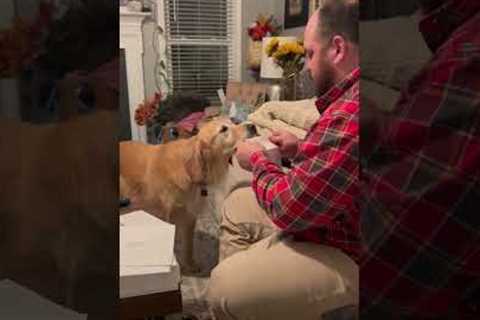 Sweet Golden Helps Dad Prepare Holiday Cards 🤗💌  #GoldenRetriever #Dog #Christmas