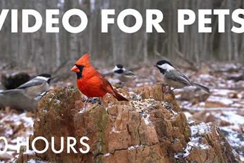 Cat TV for Pets to Watch 🐱 - Beautiful Birds and Squirrels in the Forest - Dec 05, 2025