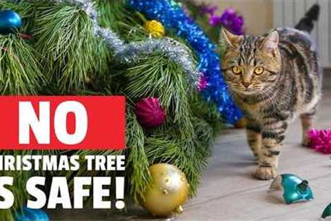 Pet Holiday Madness | FUNNY & CUTE Holiday Pet Videos