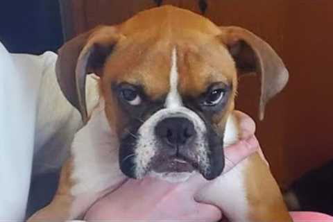 You Can’t Stop Laughing At These Dogs 🤣 FUNNIEST DOGS Video 2025