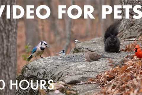 Saturday Morning Cartoons for Pets 🐱 - Birds, Squirrels and Forest Friends - Dec 06, 2025