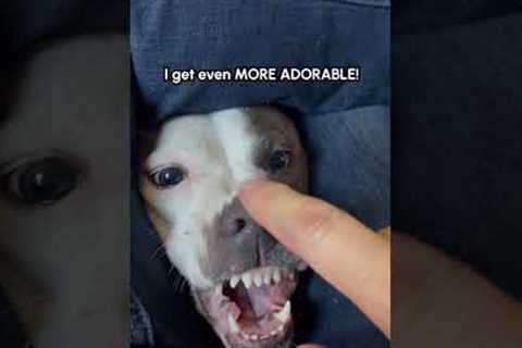 Dog Demands Nose Boop