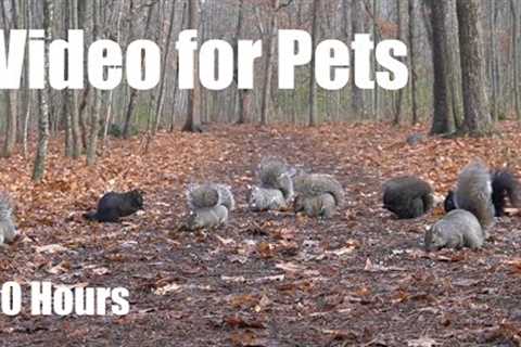 A Scurry of Squirrels and Forest Friends - 10 Hour Cat TV for Pets to Watch 🐱 - Dec 07, 2025