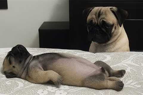 I would die laughing for these dogs