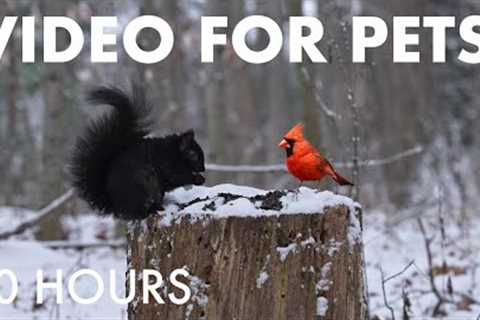 Cat TV for Pets to Watch 🐱 - Squirrels and Forest Friends Playing in the Snow - Dec 08, 2025