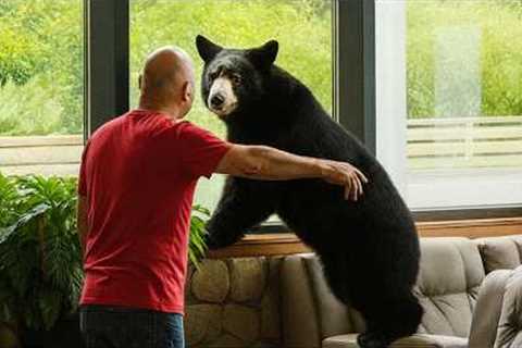 Curious Bears Doing the Silliest Things Will Make You Laugh Nonstop 😁