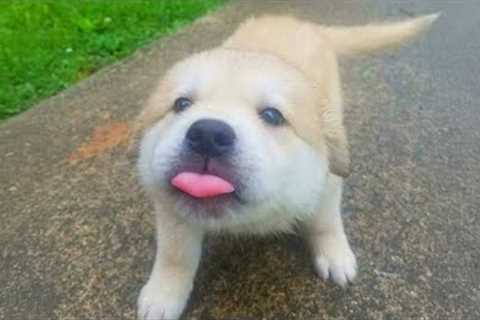 You Can’t Stop Laughing At These Dramatic Puppies 🤣 New FUNNY PUPPIES 2025