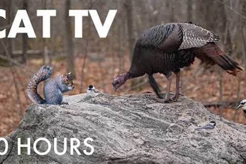 Wild Turkeys, Blonde Squirrels and Forest Friends - 10 Hour Cat TV for Pets 🐱 - Dec 09, 2025