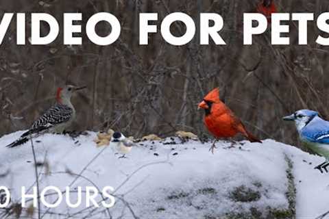 Beautiful Birds and Squirrels in a Snowy Forest - 10 Hour Cat TV for Pets to Watch - Dec 10, 2025