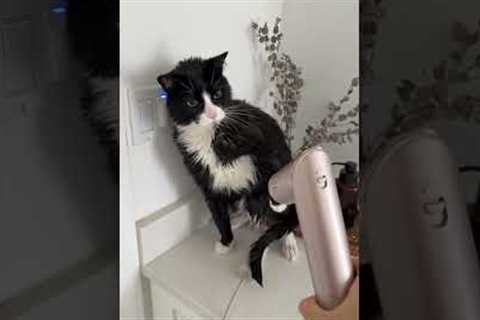 The FUNNIEST Cat Videos Of 2025!