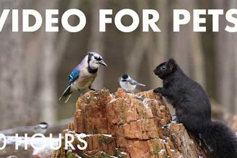 Relaxing Cat TV for Pets and People 🐱 - Birds, Squirrels and Forest Friends - Dec 11, 2025