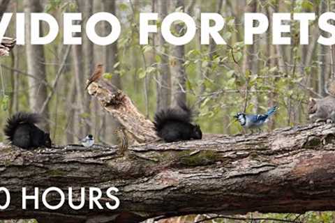 Birds, Squirrels and Forest Friends - 10 Hour Cat TV for Pets to Watch 🐱 - Dec 12, 2025