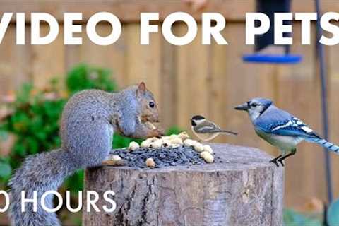Saturday Morning Cartoons for Pets 🐱 - Backyard Bliss with Birds and Squirrels - Dec 13, 2025