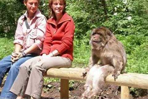 Try Not To Laugh 😂 Funniest Animals Compilation 🐶