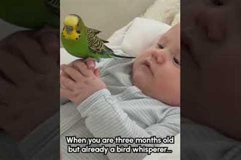Adorable Parrot Rests on Toddler's Hand