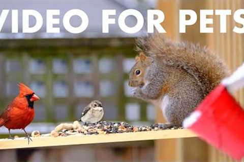 Relaxing Video for Pets and People - 10 Hours of Beautiful Squirrels in the Snow - Dec 14, 2025