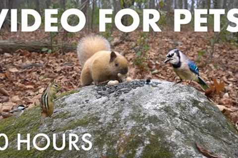 Blonde Squirrels, Wild Turkeys and Forest Friends - 10 Hour Cat TV for Pets 🐱 - Dec 15, 2025