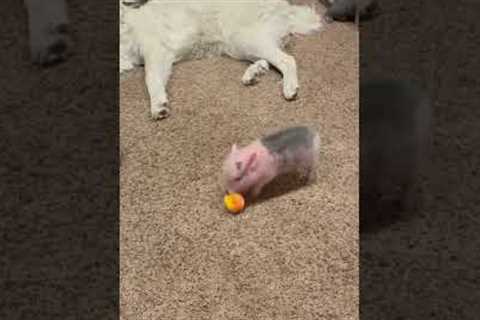 Piglet zoomies will cure your depression 🐷💕💨  #Piglet #BabyAnimals