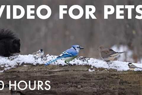 Beautiful Birds and Squirrels in a Snowy Forest - 10 Hour Cat TV for Pets to Watch 🐱 - Dec 16, 2025