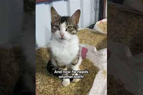Funny Cow Loves Licking His Cat Friend