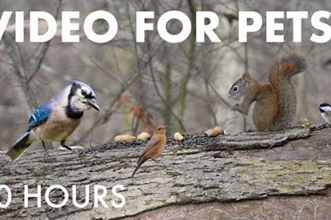 Relaxing Video for Pets and People 🐱 - 10 Hours of Birds and Squirrels in the Forest - Dec 17, 2025