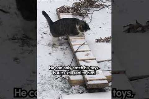Adorable Cat Hunts His Toys In The Snowy Yard