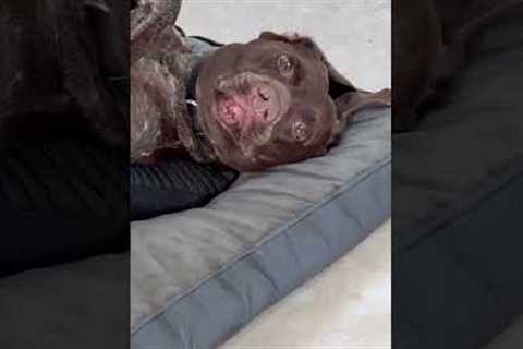 Dramatic Pup Hates Nail Trims