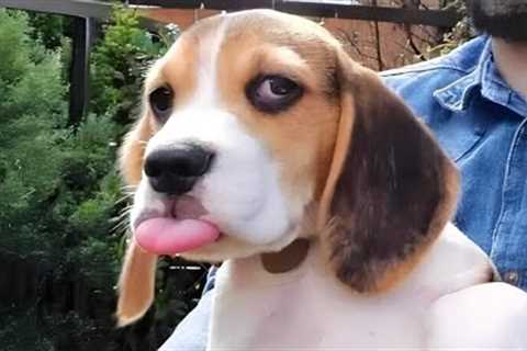 Silly Dogs That Will Make You Laugh Nonstop 🐶🤣 Top FUNNIEST DOGS Video