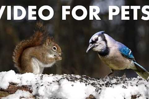 Red Squirrels, Woodpeckers and Forest Friends in Winter - 10 Hour Cat TV for Pets 🐱 - Dec 18, 2025