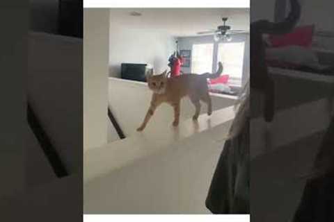 I may have miscalculated - 🐈 #CatLife #Cats #Fail