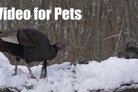 Wild Turkeys, Birds and Squirrels in the Snow - 10 Hour Cat TV for Pets to Watch 🐱 - Dec 19, 2025