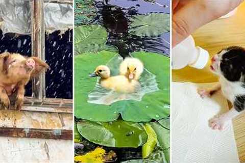 Animal Videos So Adorable You'll Be Crying  🥹 | CUTEST Pet Shorts