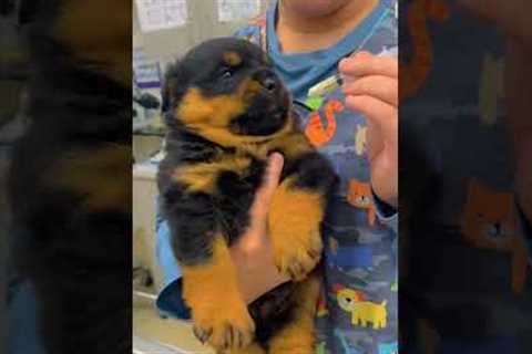 The FUNNIEST Dog Videos Of 2025!