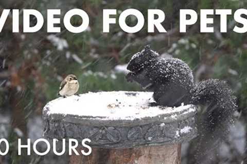 Cat TV for Pets to Watch 🐱 - Beautiful Birds and Squirrels in a Snow Storm - Dec 20, 2025