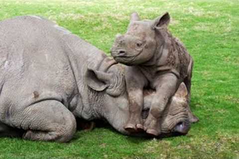 Cute Baby Rhino Videos That Will Brighten Your Day 🌞🤣 New Funny Baby Animals Videos