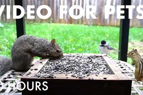 Relaxing Video for Pets and People - 10 Hour Cat TV 🐱 - Backyard Birds and Squirrels - Dec 21, 2025