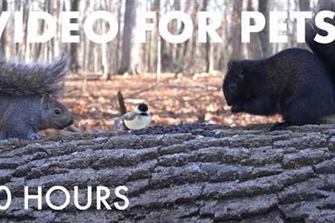 Cat TV for Pets to Watch 🐱 - 10 Hours of Birds, Squirrels and Forest Friends - Dec 22, 2025