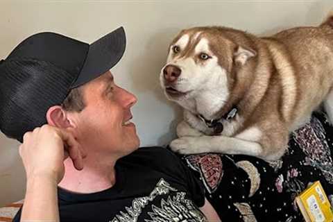 When Dogs Realize They Understand English So Well 😂🐶