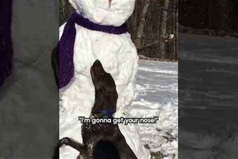 Silly Dog Steals Snowman's Nose