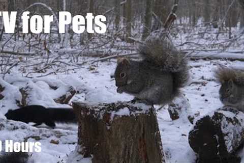 Birds and Squirrels in a Snowy Forest - 10 Hour Cat TV for Pets to Watch 🐱 - Dec 23, 2025