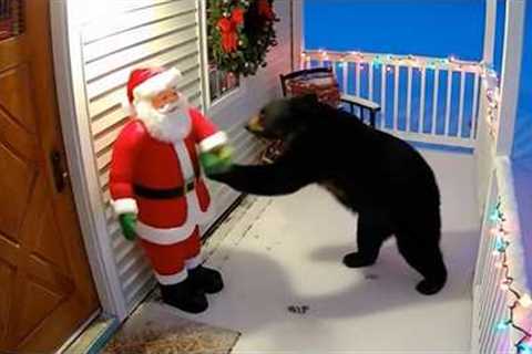 Try Not To Laugh! 😂 Funny Christmas Animal Videos of This Year