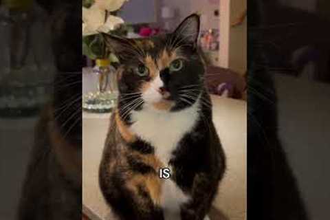 Adorable Cat Helps Finish Christmas Carol!