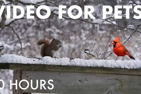 Red Squirrels, Blue Jays and Birds in the Snow - 10 Hour Cat TV for Pets to Watch 🐱 - Dec 24, 2025