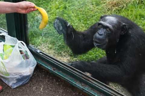 Try Not To Laugh 😂 When Animals Suddenly Have 200 IQ!