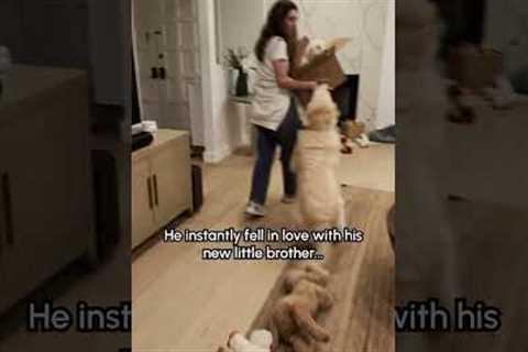 Getting Our Dog A Puppy For Christmas! 🥹❤️