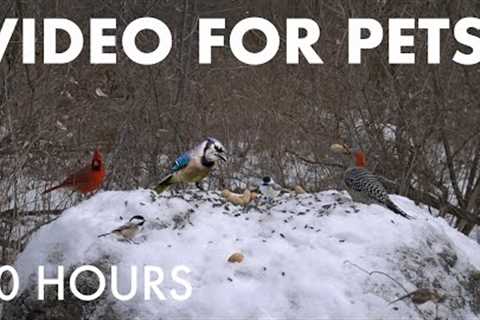 Merry Christmas and Happy Holidays from Handsome Nature! - Cat TV for Pets 🐱 - Dec 25, 2025